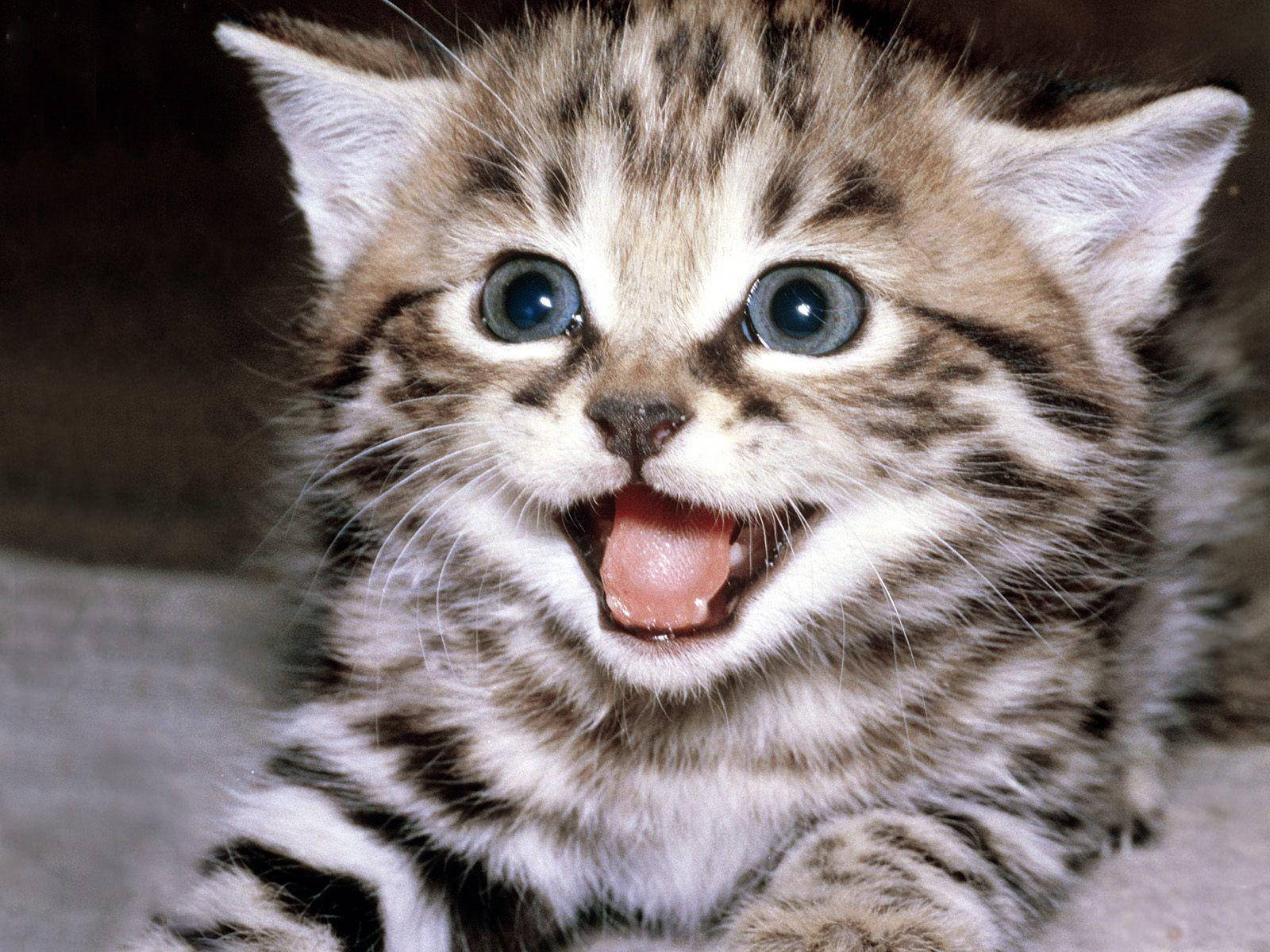 1600x1200 Download Cat Logo Funny Discord PFP
