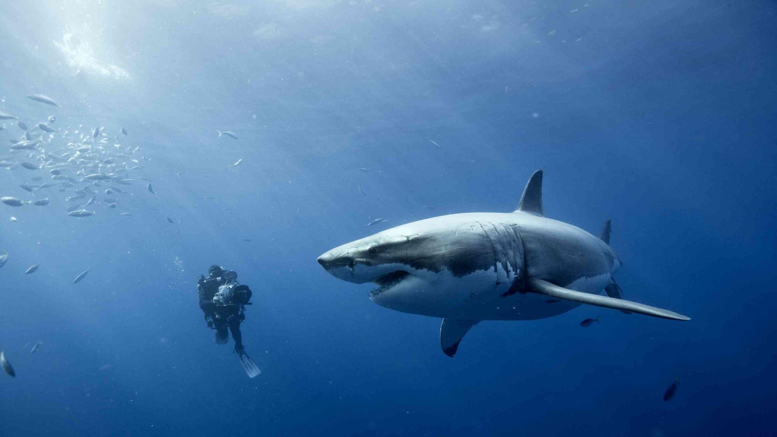 2560x1440 Sharks Wallpaper High Quality