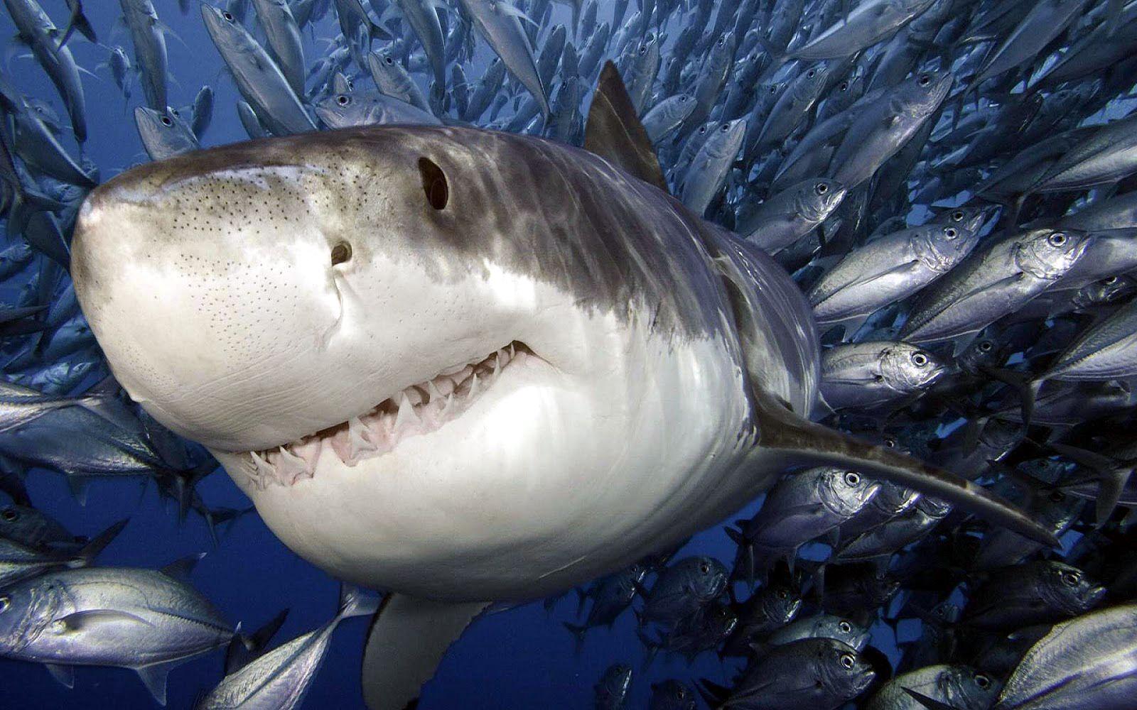 1600x1000 Animal Wallpaper / Sharks Wallpaper Download HD Wallpaper