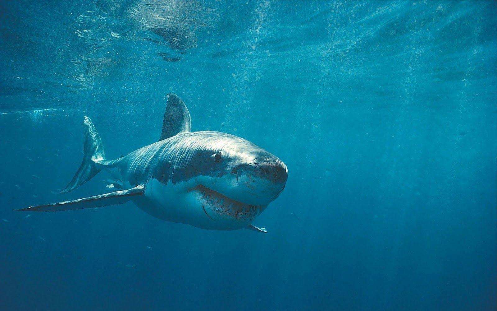 1600x1000 Dangerous shark wallpaper. HD Animals Wallpaper