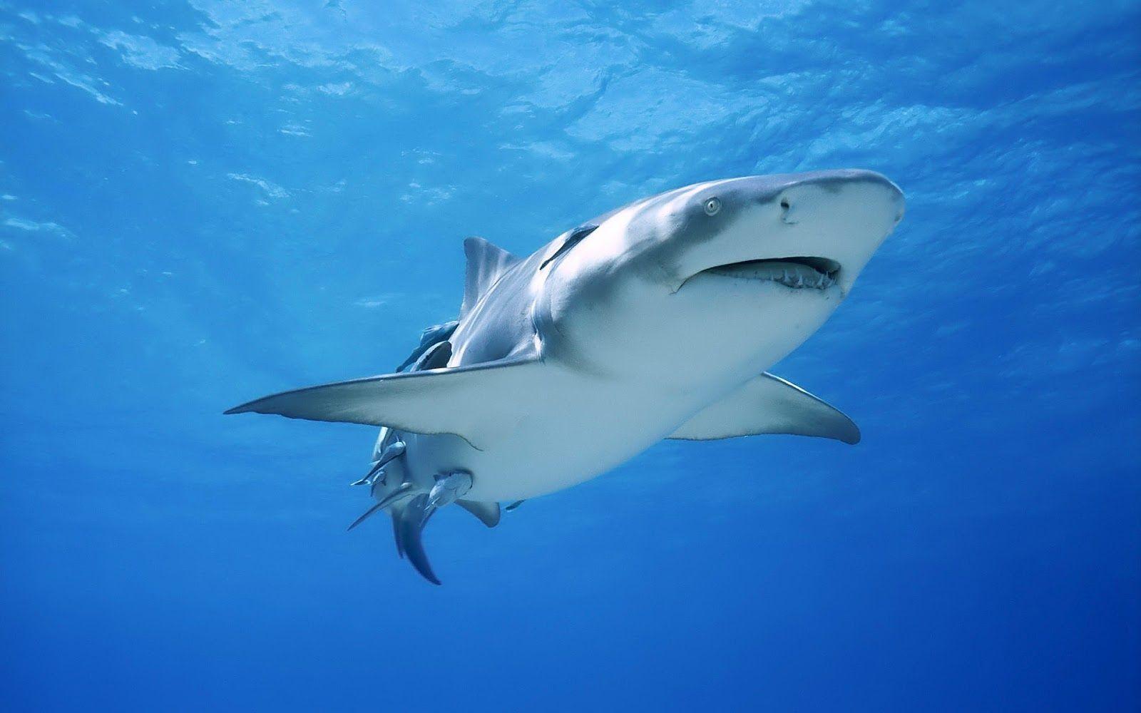 1600x1000 HD Sharks Wallpaper and Photo