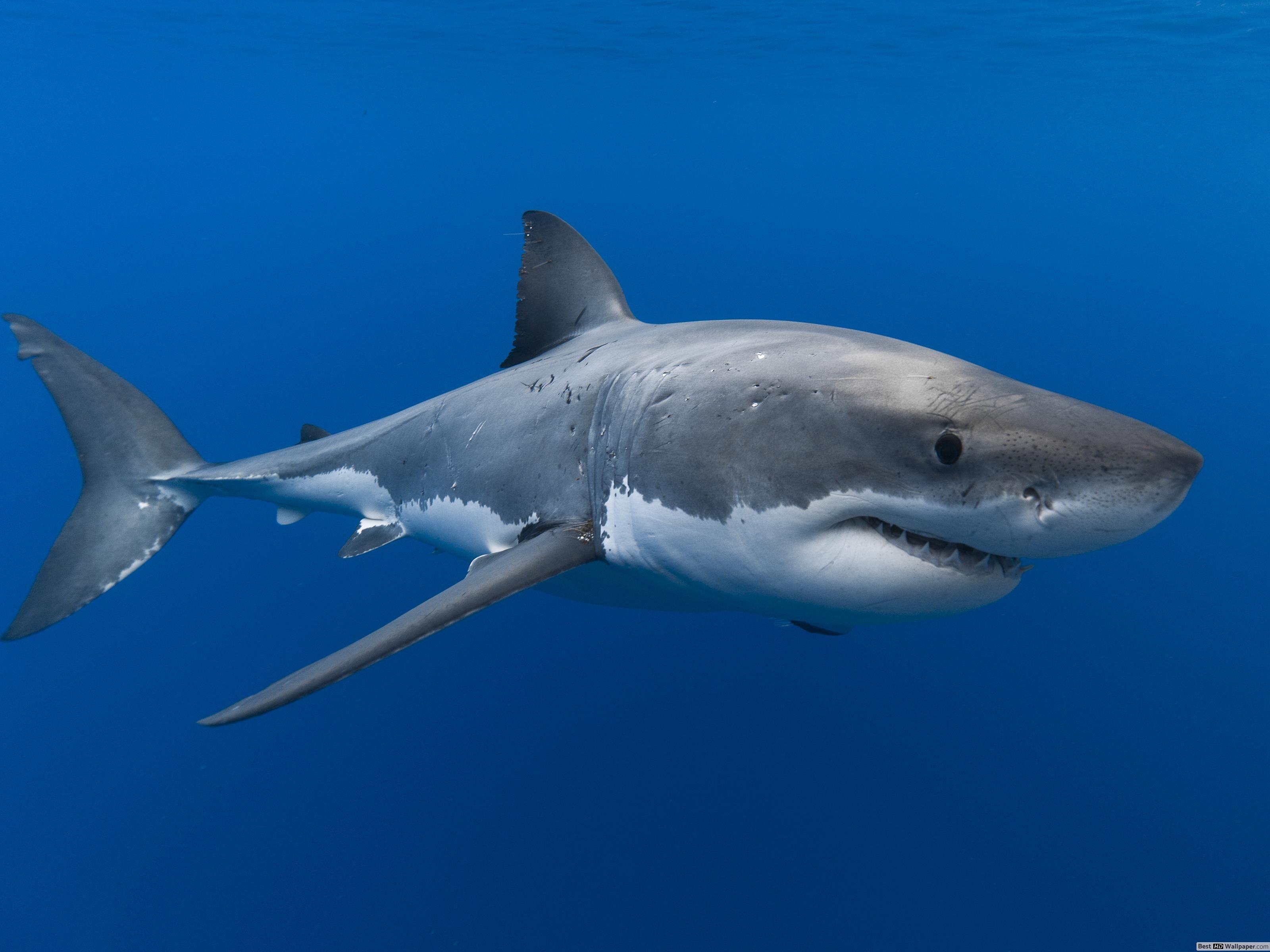 3200x2400 Great White Shark Wallpaper Group , Download for free