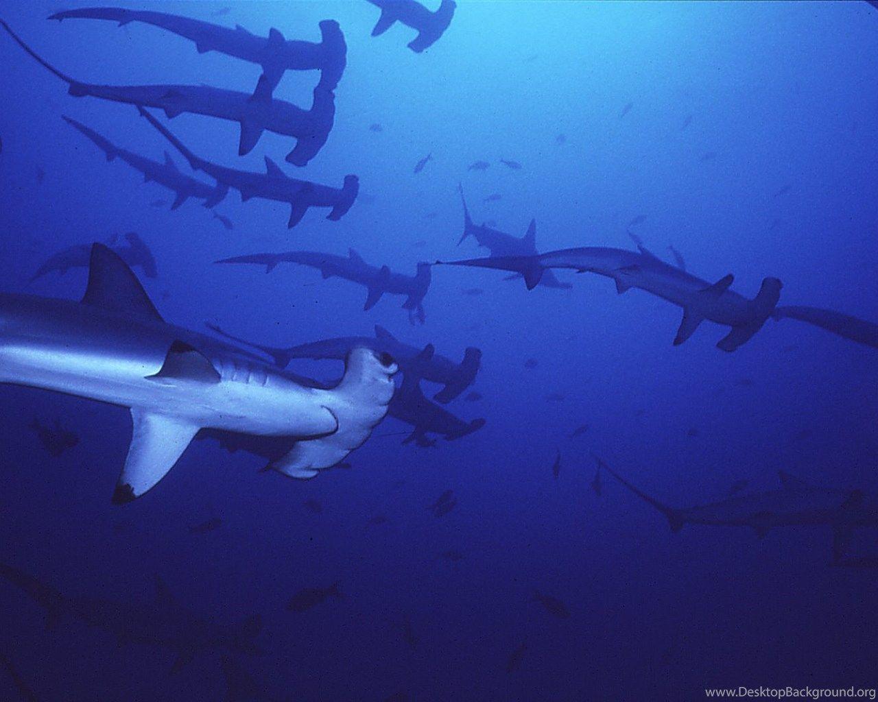 1280x1024 Blue Sharks Wallpaper For iPhone Sharks Shark Blue Sharks