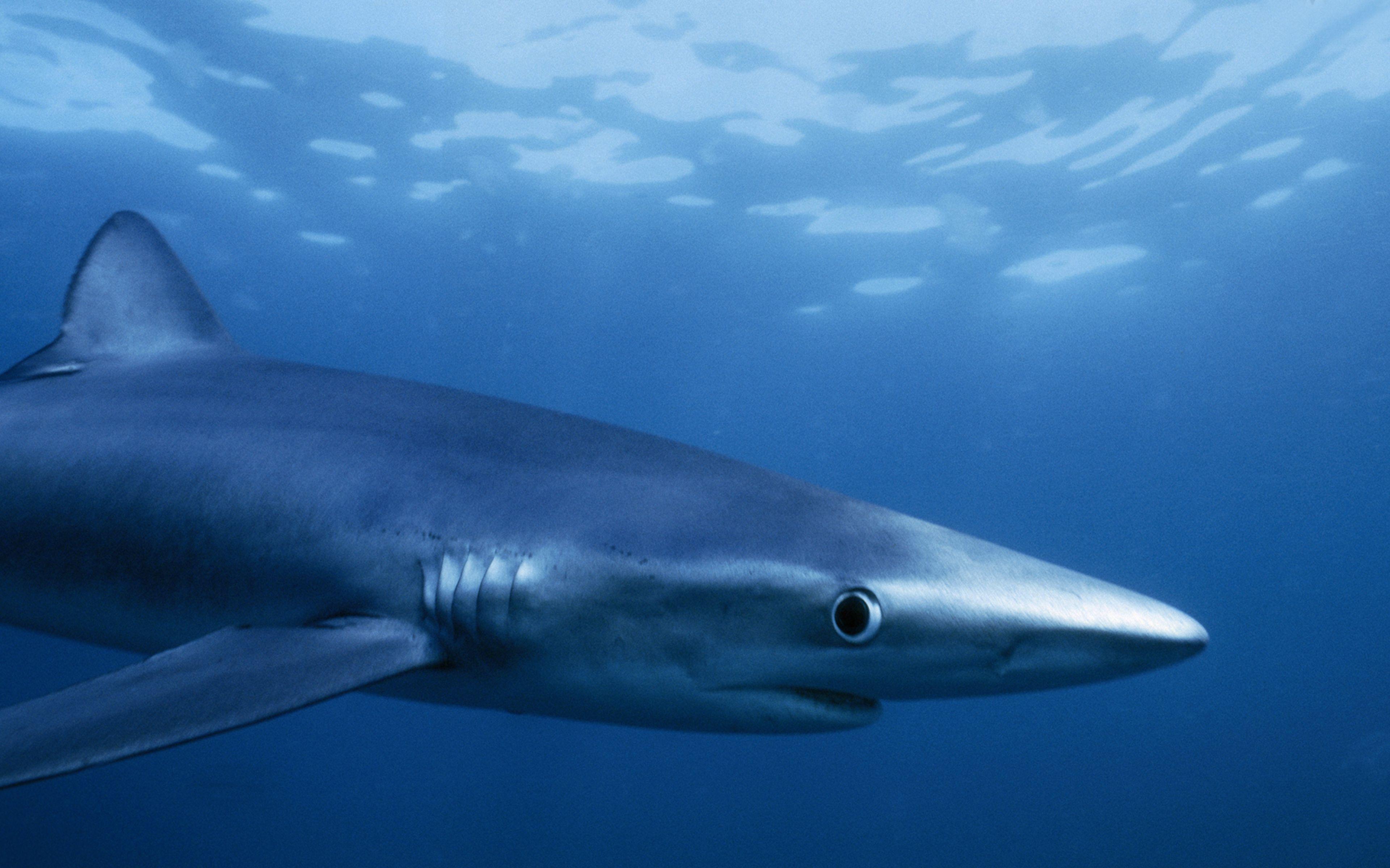 3840x2400 Shark HD Wallpaper For Laptop Widescreen Free Download