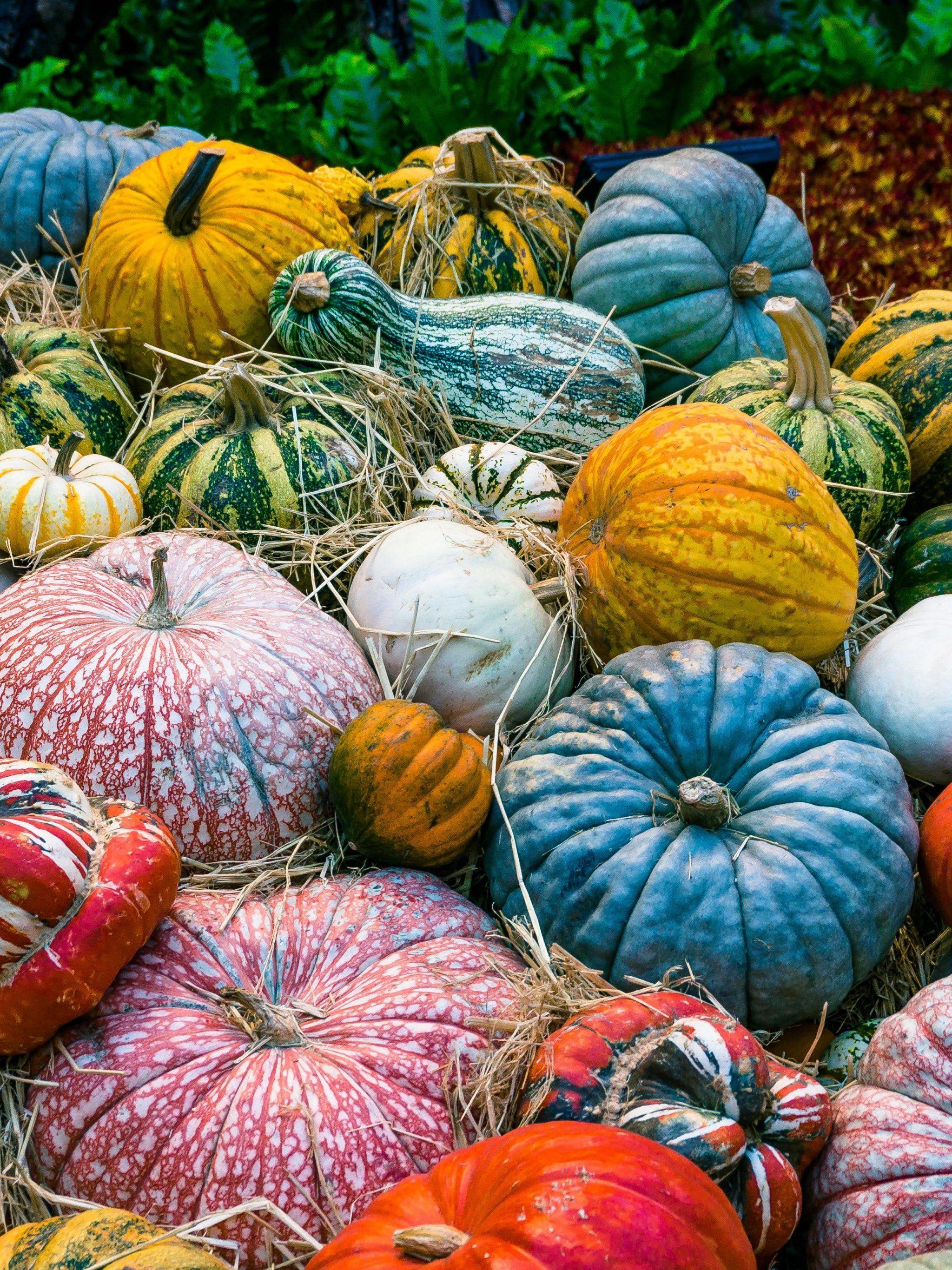 2048x2732 Colorful Pumpkins Wallpaper, Android & Desktop