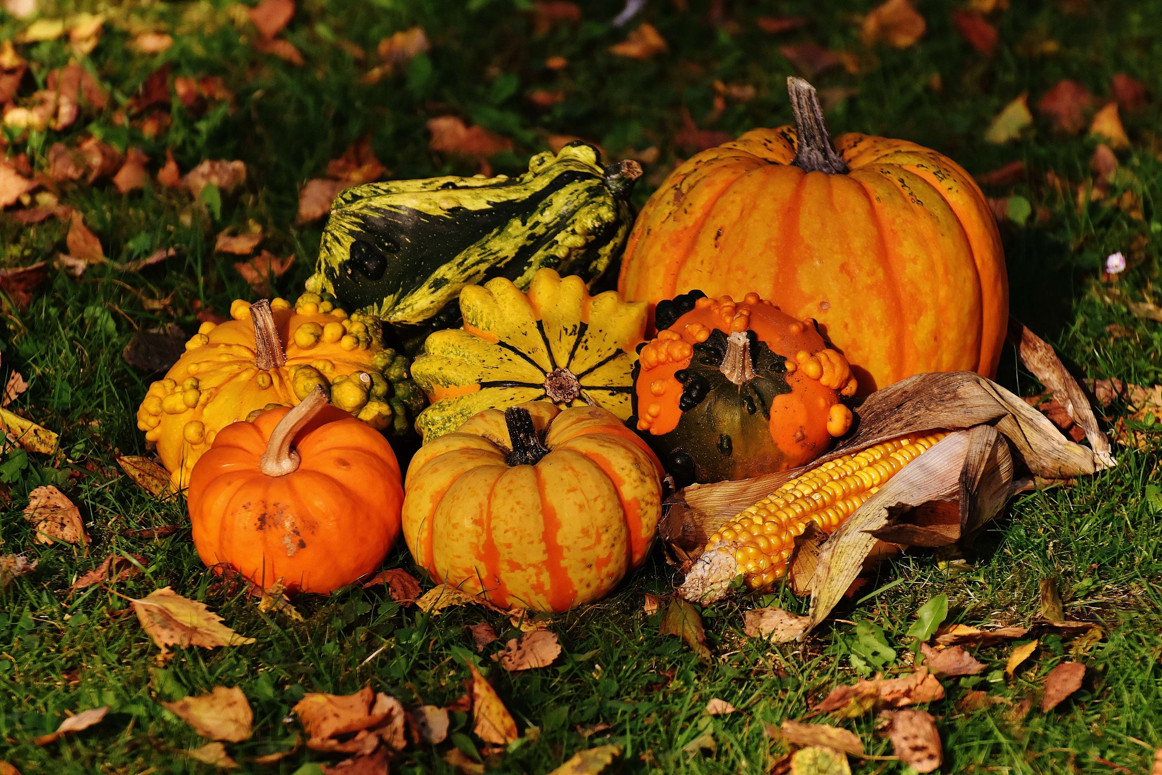 3840x2560 autumn, autumn vegetables, colorful, decoration