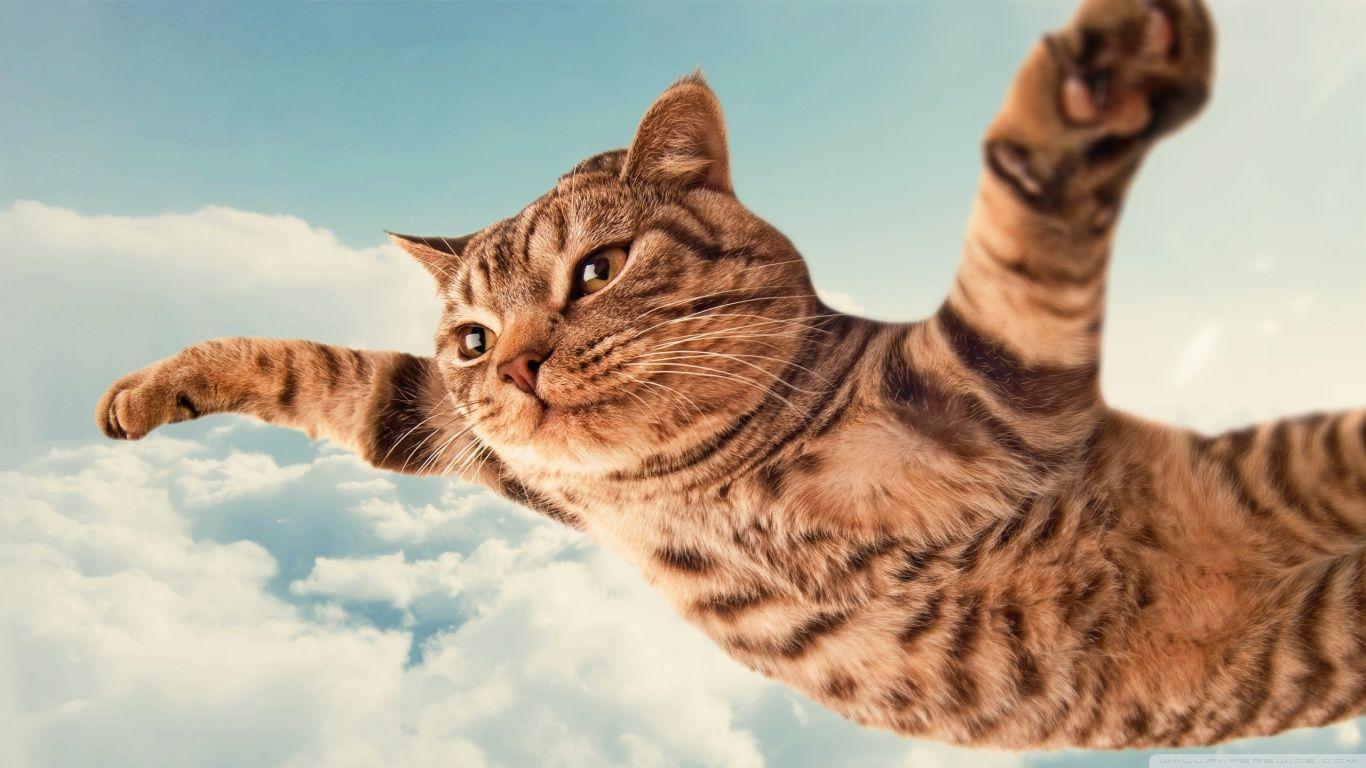 Winged Cat Wallpapers - Top Free Winged Cat Backgrounds - WallpaperAccess
