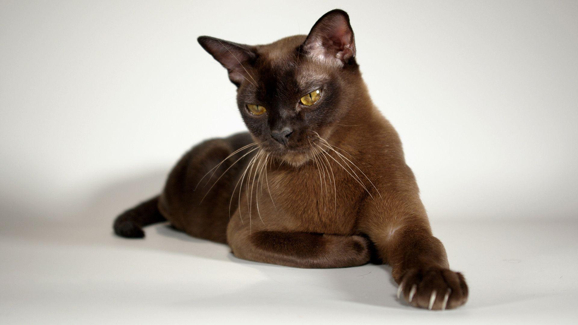 1920x1080 Animals Burmese cat Picture Free HD image Download
