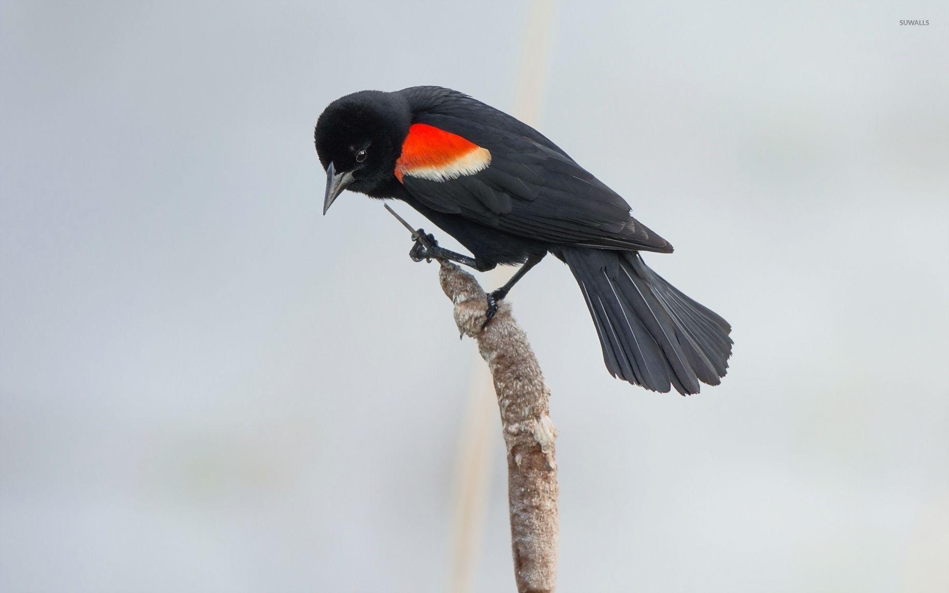 1920x1200 Red Winged Blackbird On A Cattail Wallpaper