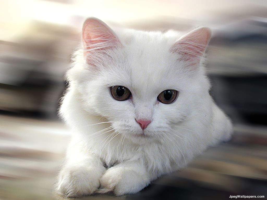 1024x768 White cat Wallpaper