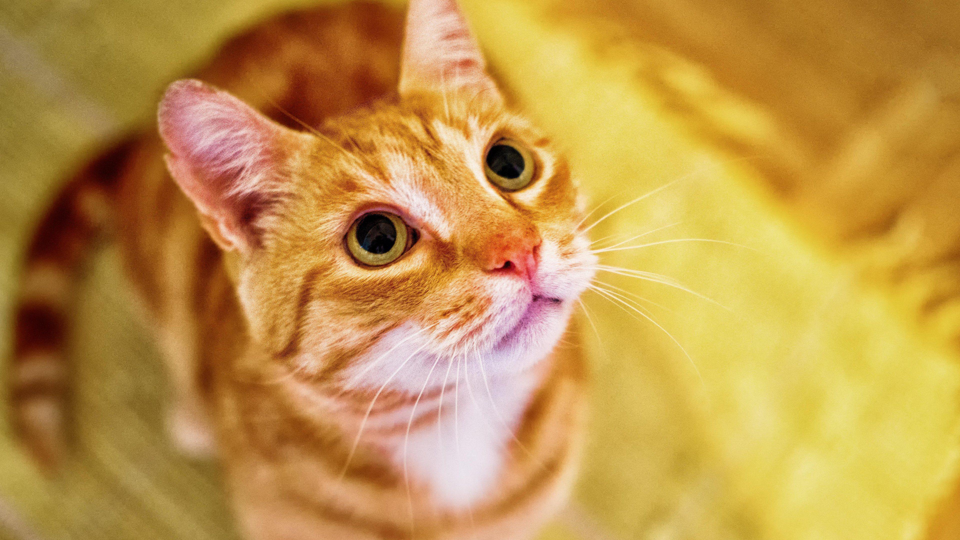 Premium Vector  Cute cat and orange seamless pattern