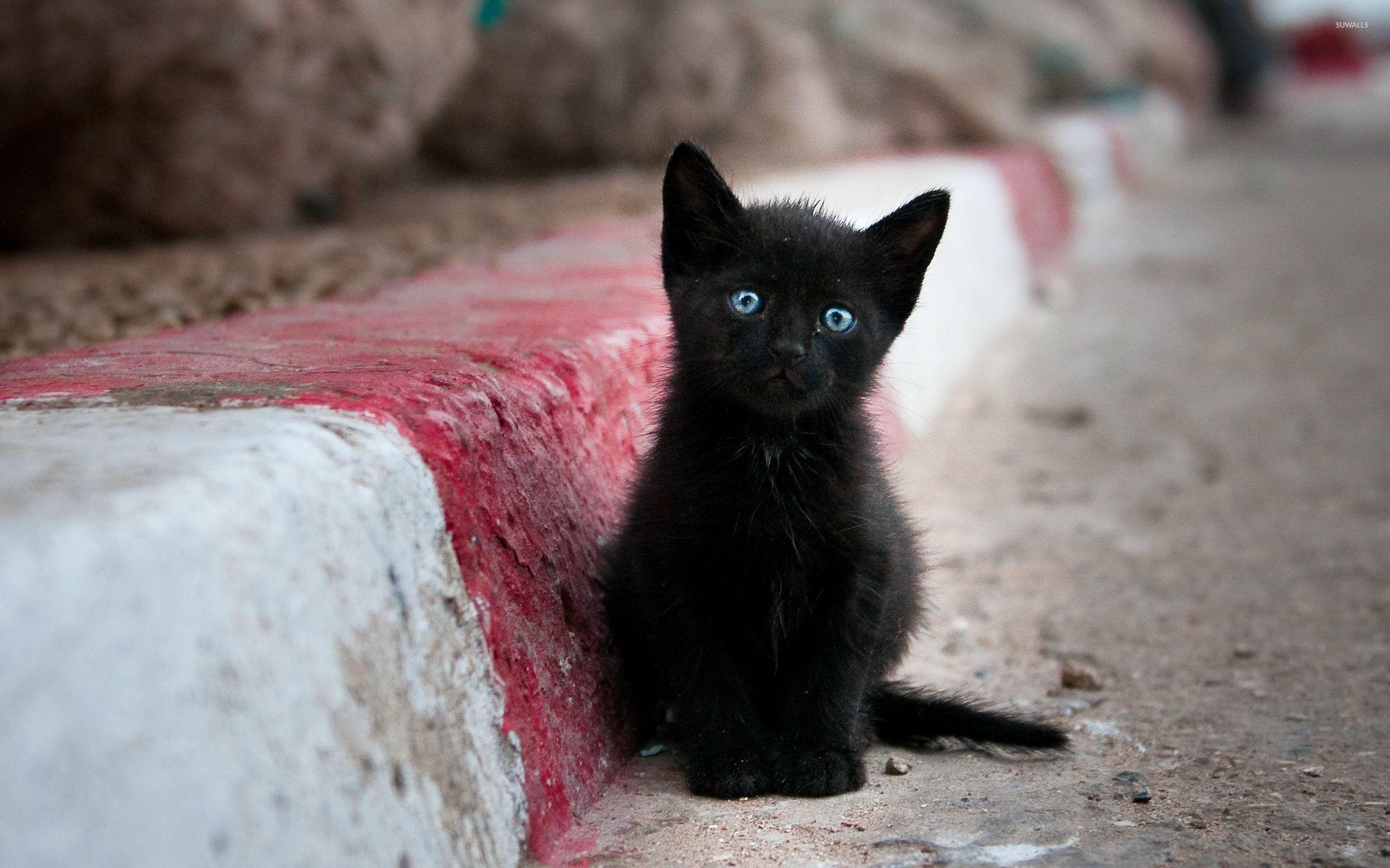 2560x1600 Blue eyed black kitten wallpaper wallpaper