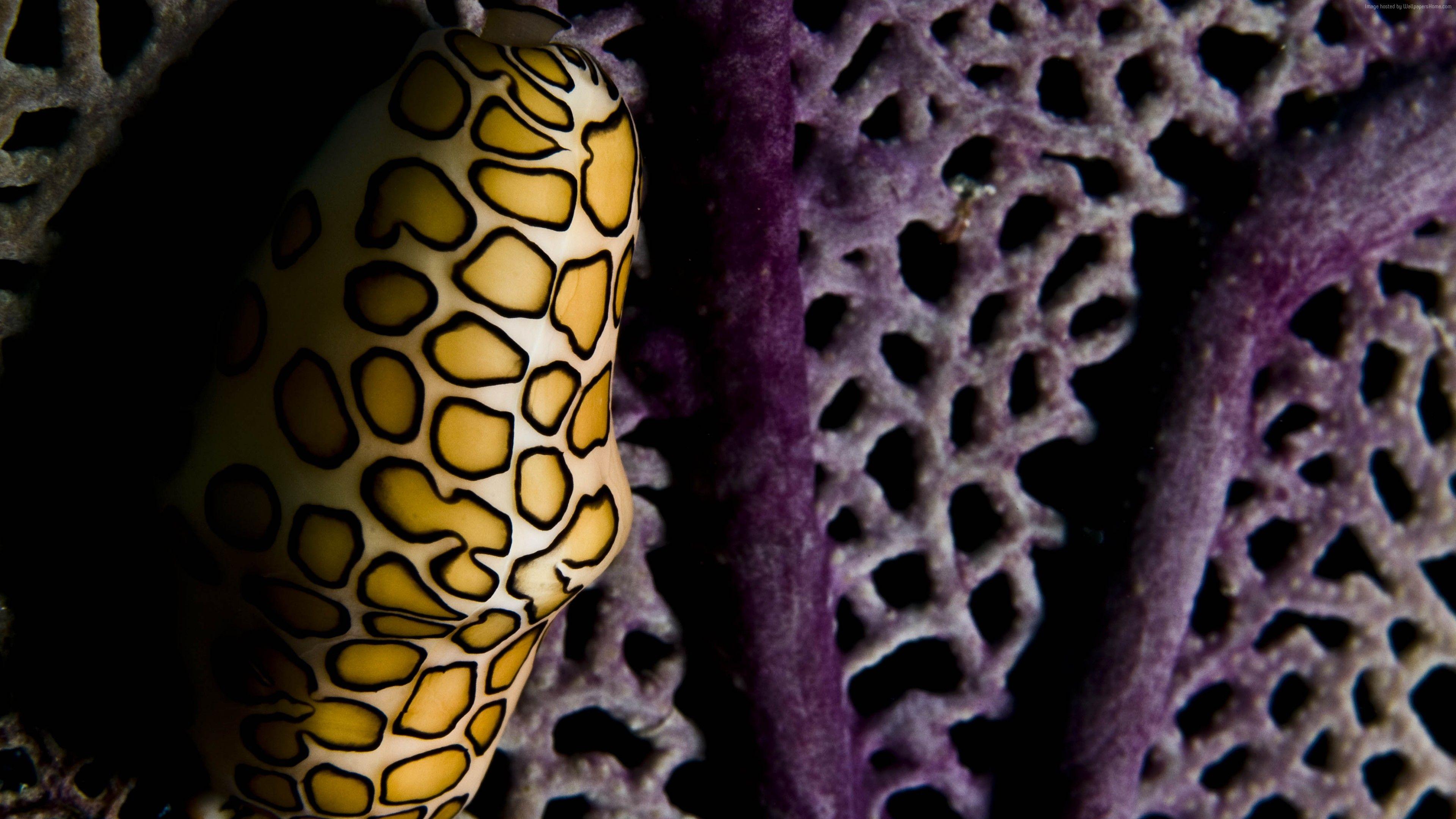 3840x2160 4k Wallpaper Flamingo Tongue Snail Roatan Marine Park