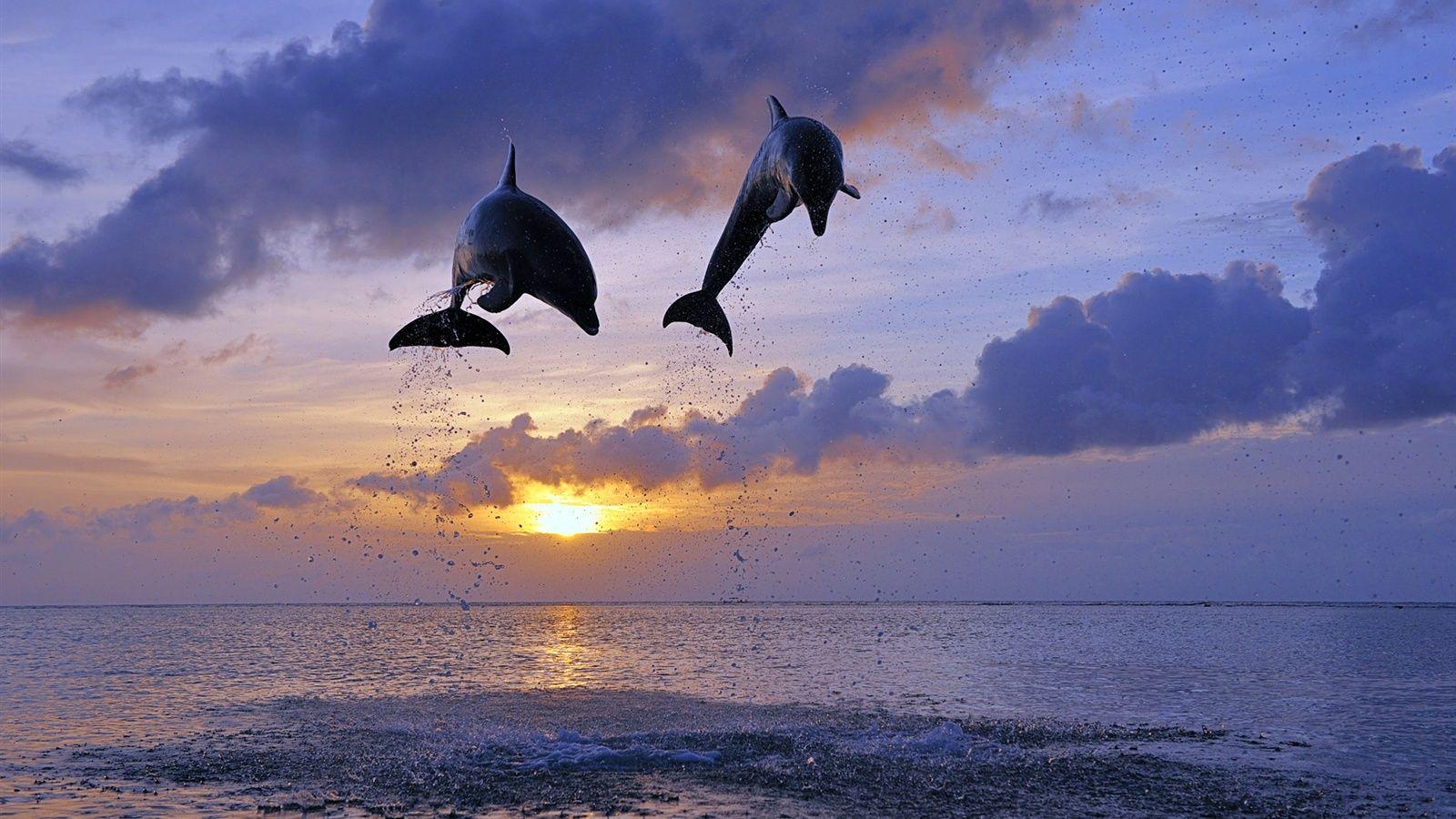1600x900 Wallpaper Honduras, sea, sunset, bottlenose dolphins