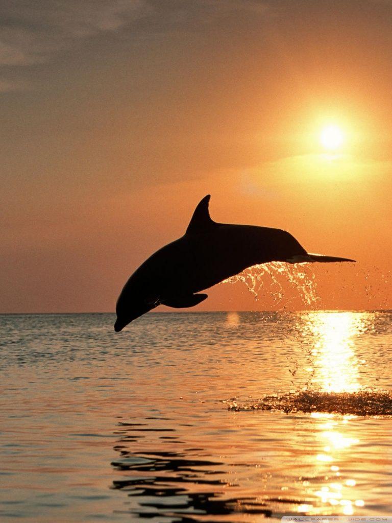 768x1024 Bottlenose Dolphin Jumping At Sunset Caribbean Honduras