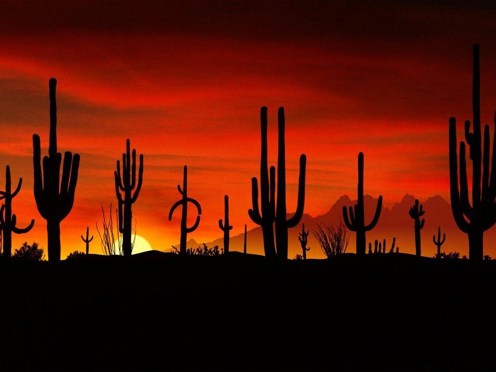 1024x768 Arizona Desert Scenes. Unique HDQ Image OG 7122