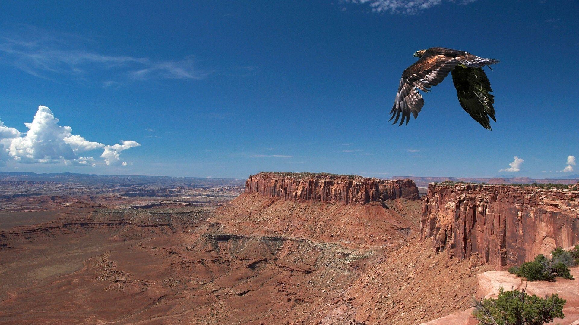 1920x1080 Download 1920x1080 HD Wallpaper eagle fly grand canyon usa