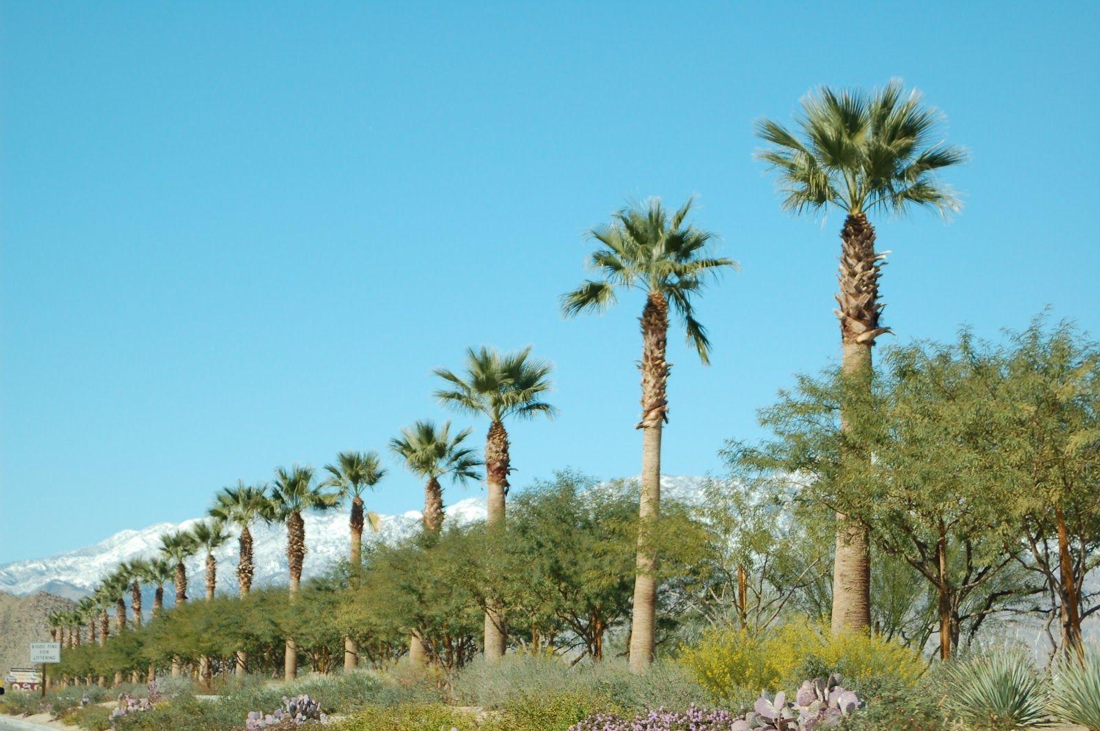 Palm Desert Wallpapers - Top Free Palm Desert Backgrounds - WallpaperAccess