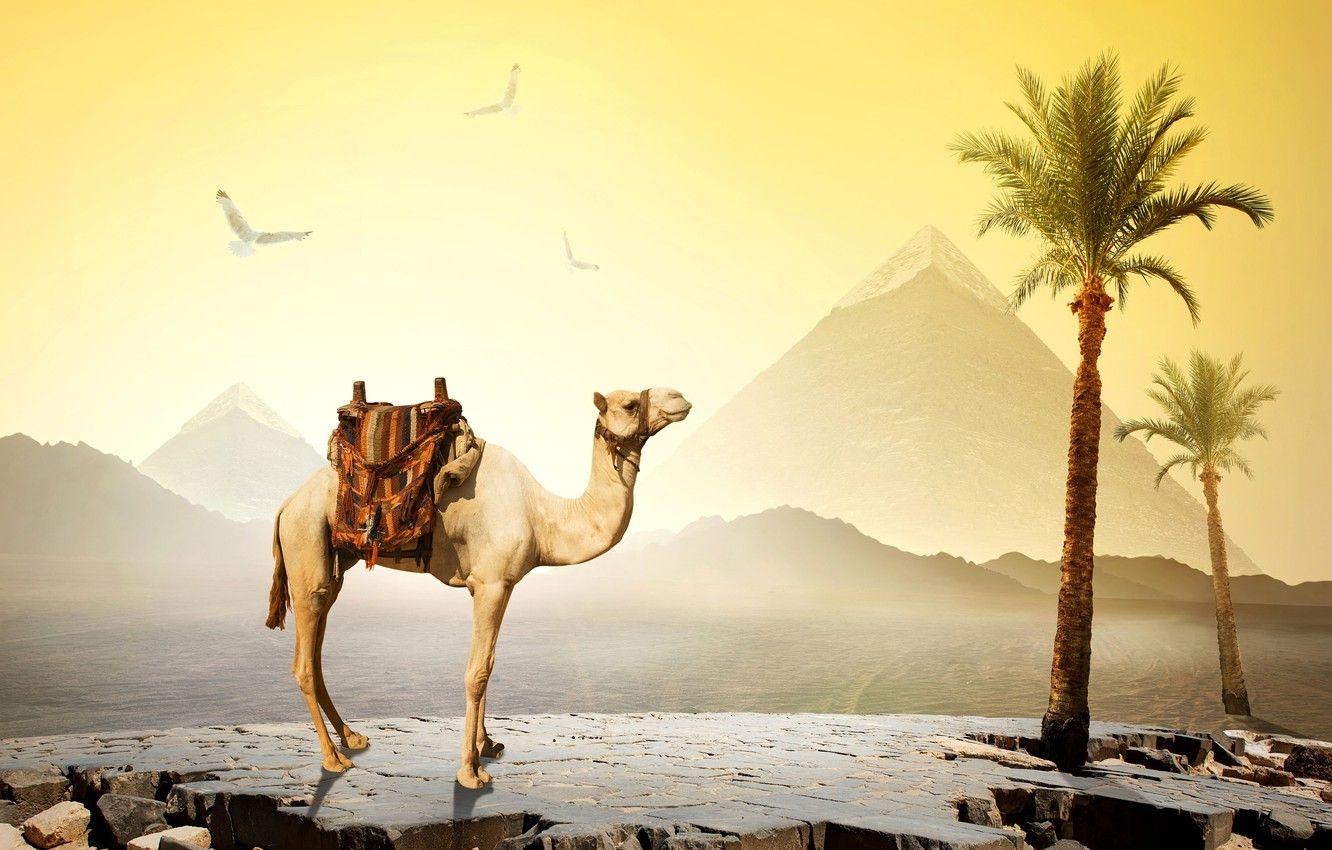 Desert Camel Wallpapers - Top Free Desert Camel ...