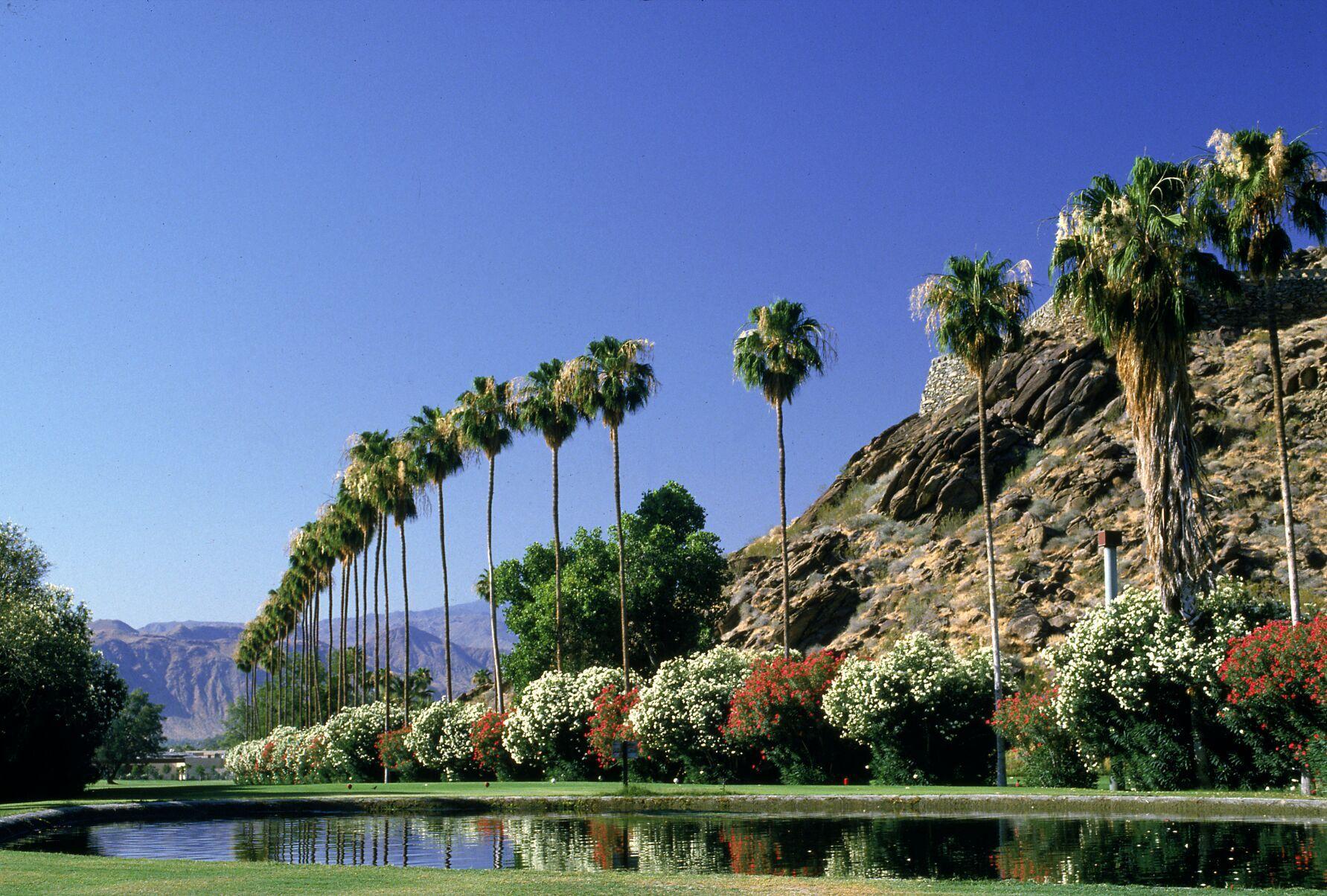 1783x1204 Palm Springs Wallpaper. Emoji Palm