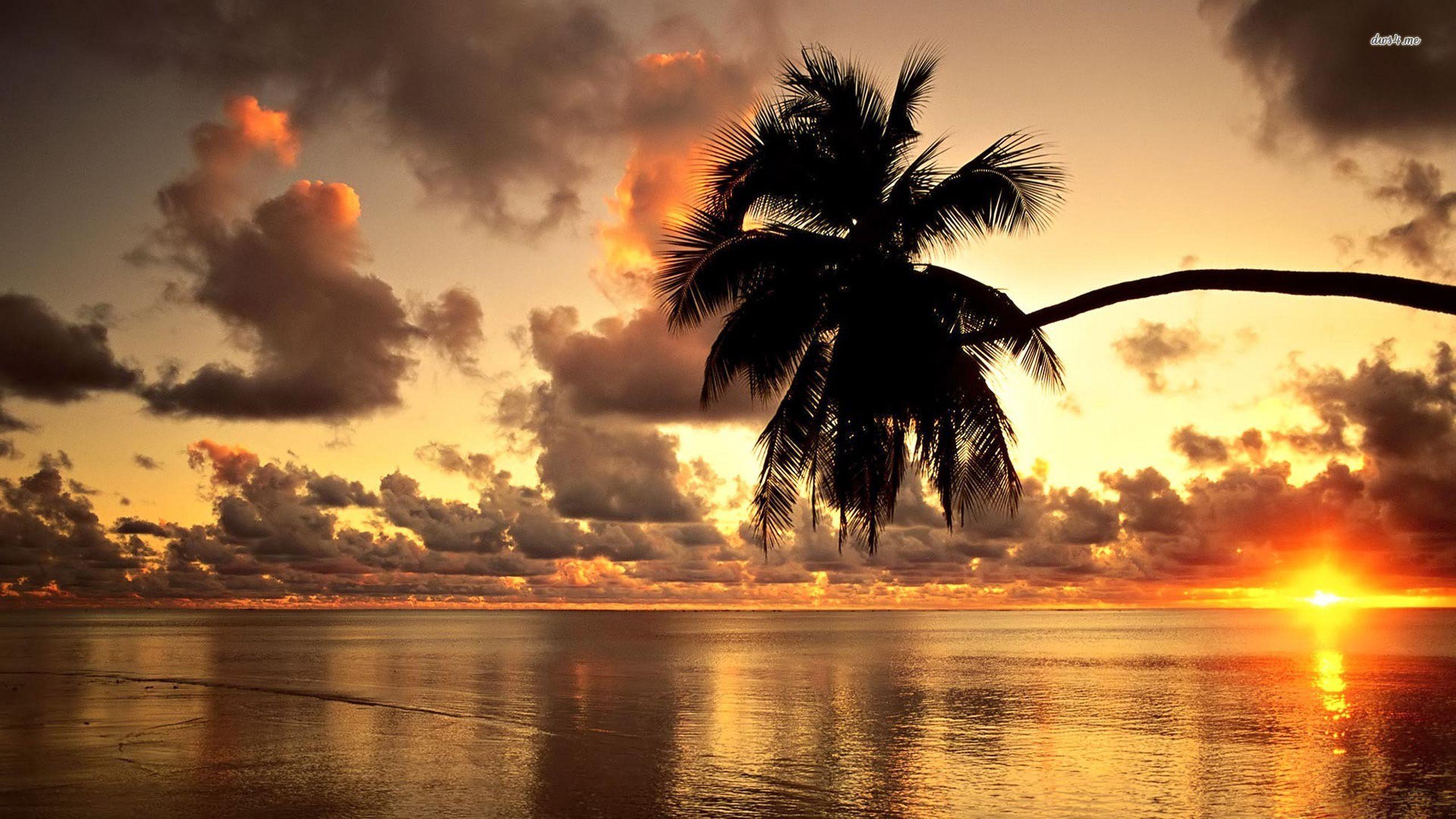 2560x1440 Hawaii Beach Palm Tree Hình nền hoàng hôn Deskto