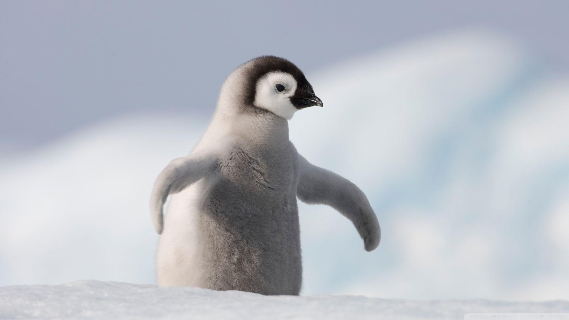 1920x1080 Baby Penguin, Antarctica ❤ 4K HD Desktop Wallpaper for 4K