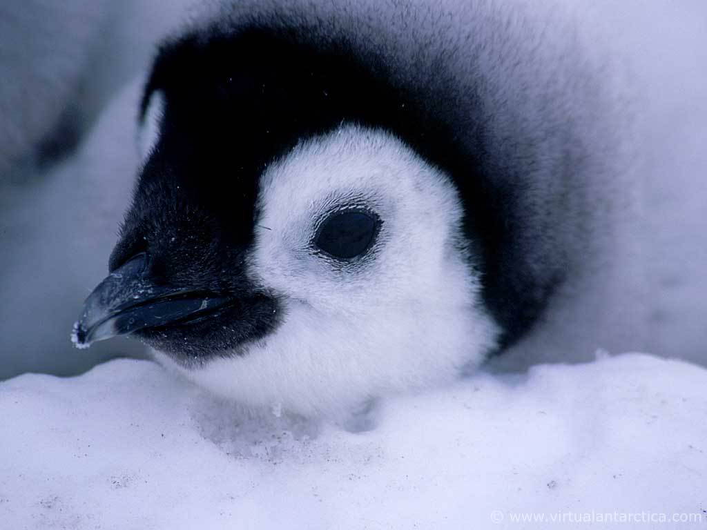 1024x768 Penguins Image Empror Chick HD Wallpaper And Background