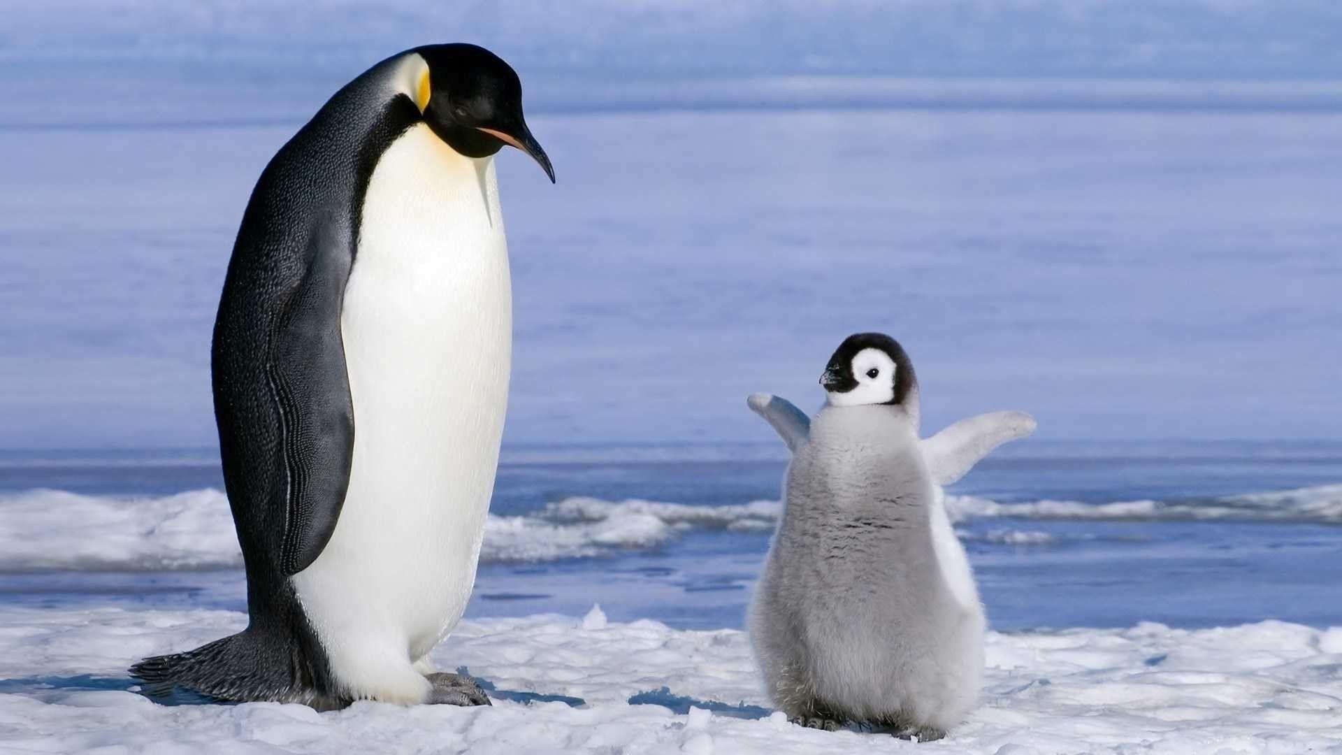 1920x1080 Penguins Animal High Definition wallpaper