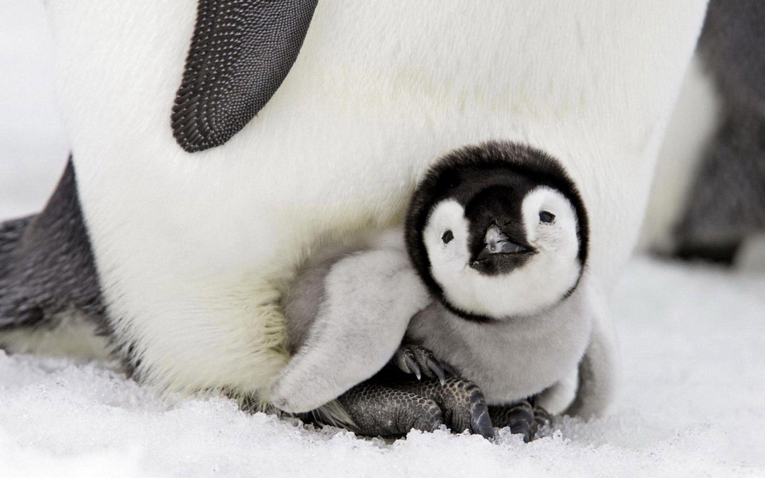 2560x1600 Cute Penguin Wallpaper For Android