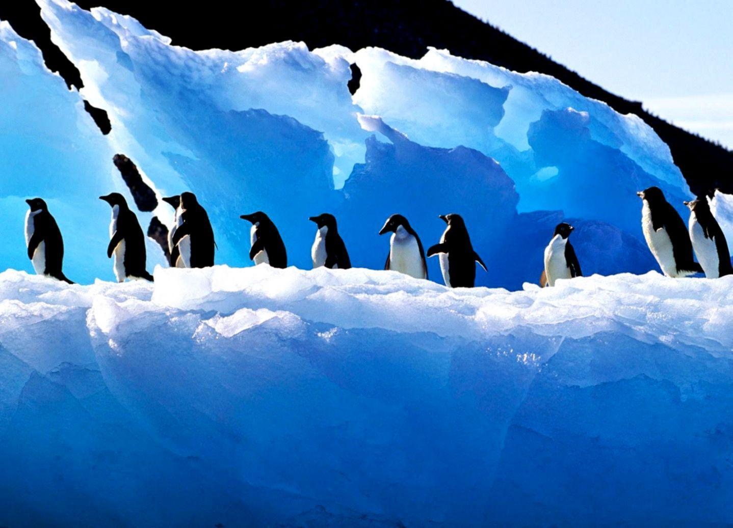 1438x1037 New Penguin Wallpaper HD