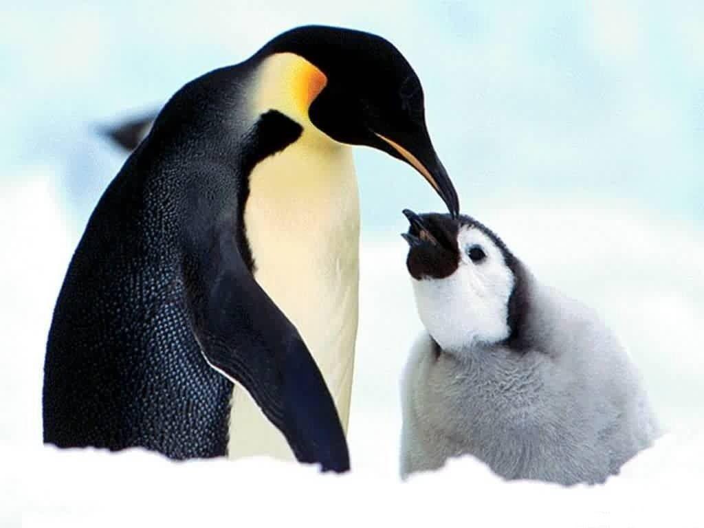 1024x768 Cute Baby Penguins wallpaperx768