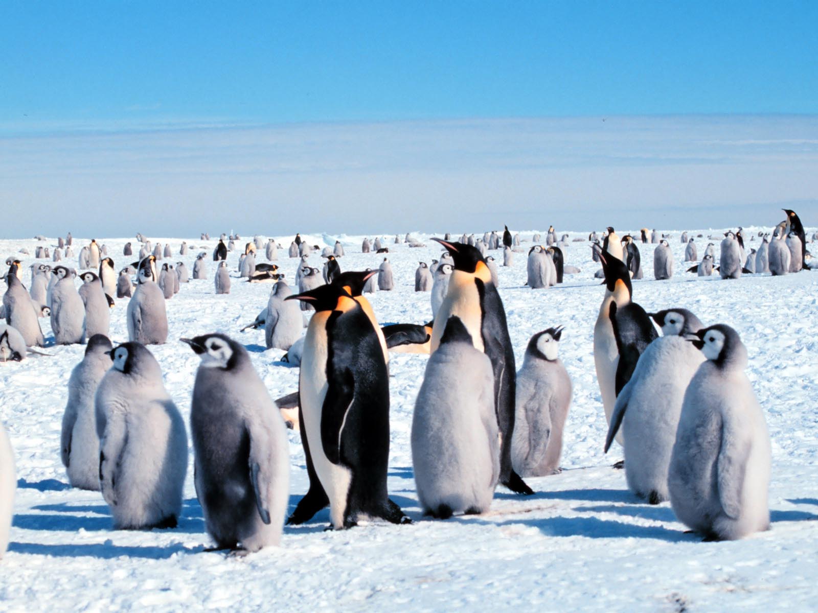 1600x1200 Penguin wallpaper
