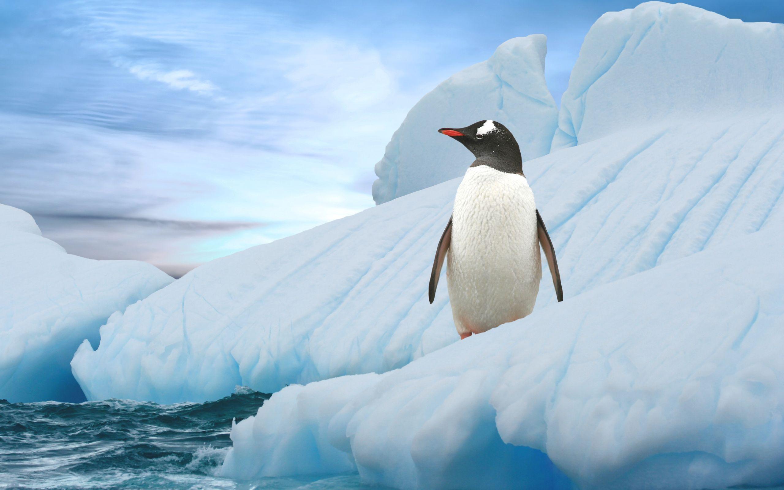 2560x1600 Stunning Baby Penguin Photo