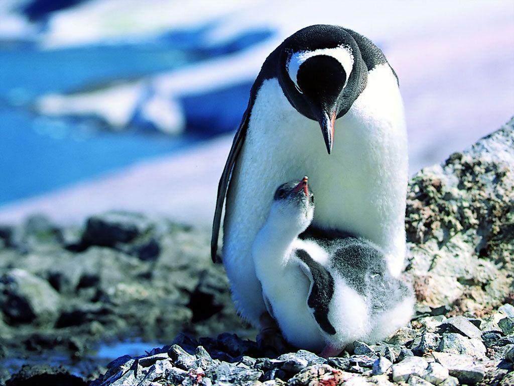 1024x768 Penguin Wallpaper Penguins Wallpaper Gallery