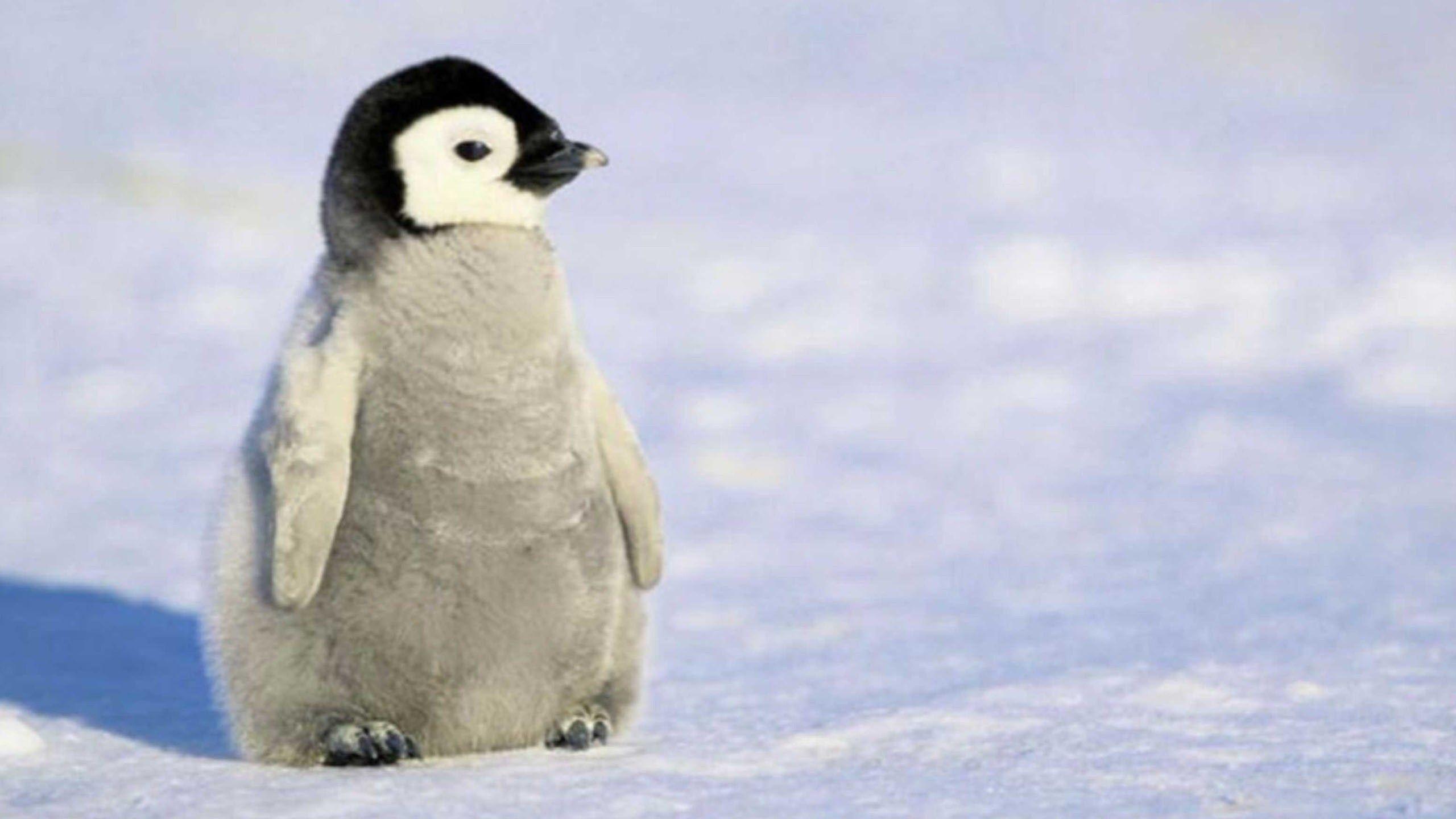 2560x1440 Baby Penguin Wallpaper (image in Collection)