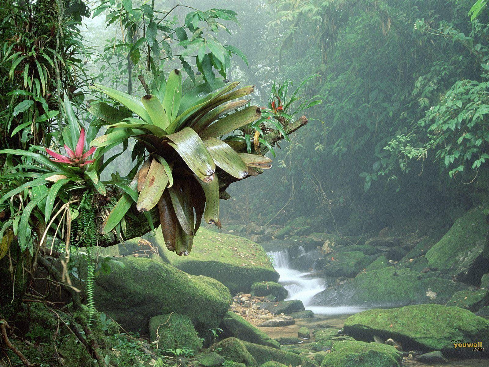 tropical forest backgrounds