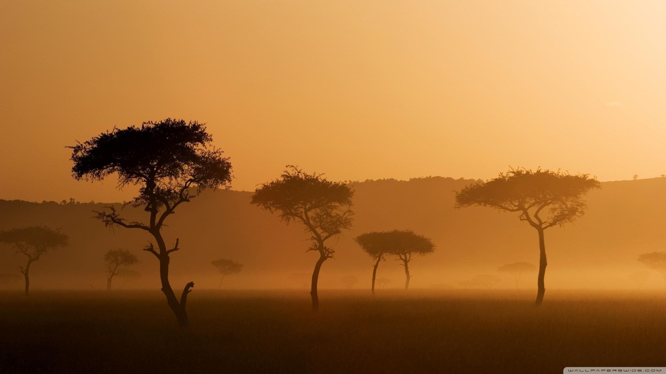 2560x1440 Safari ❤ 4K HD Desktop Wallpaper for 4K Ultra HD TV • Wide