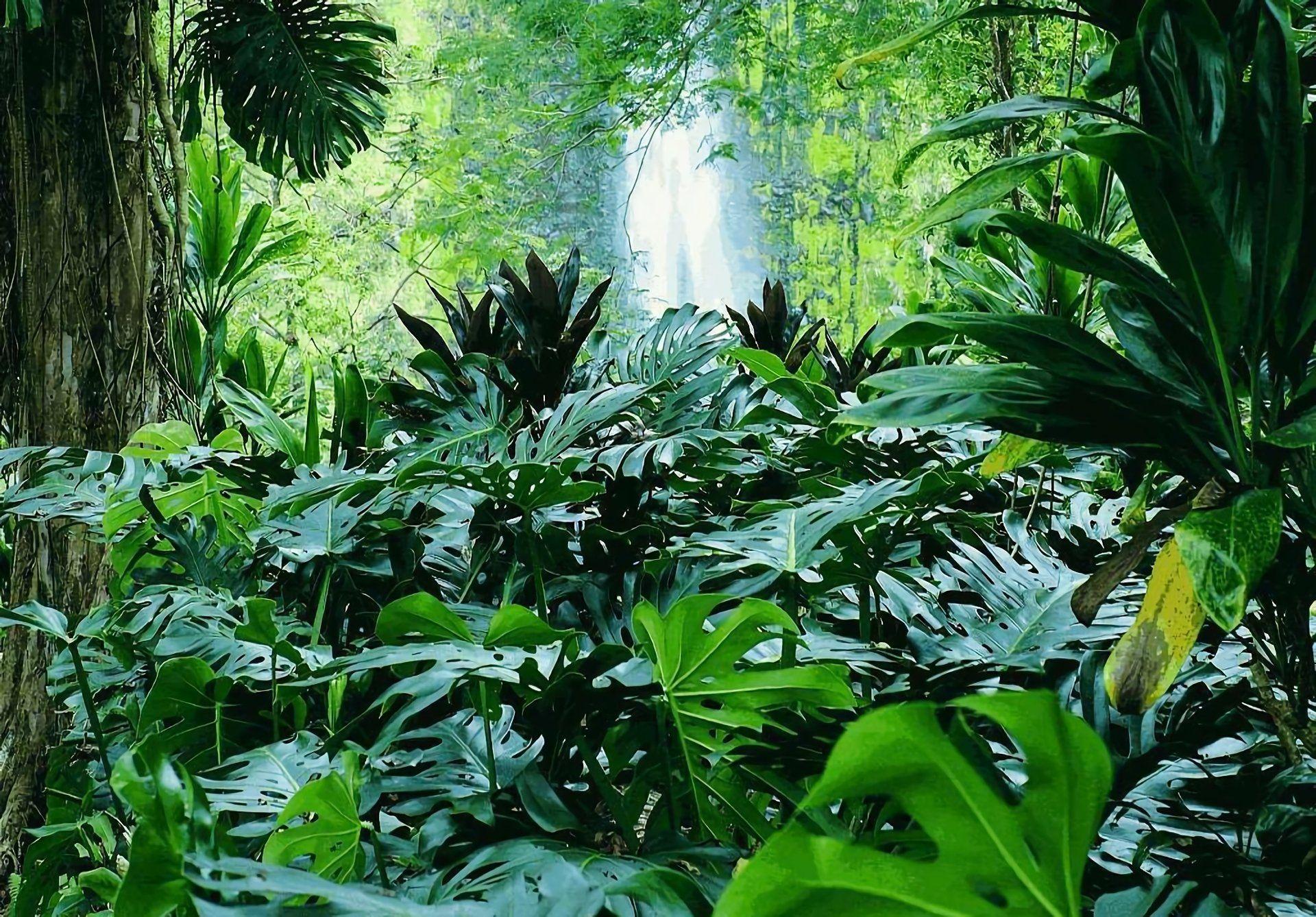 Tropical Jungle Wallpapers - Top Free Tropical Jungle Backgrounds