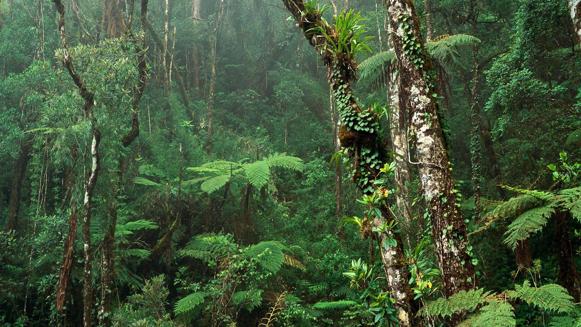 1920x1080 Free download Tropical forest wallpaper and image