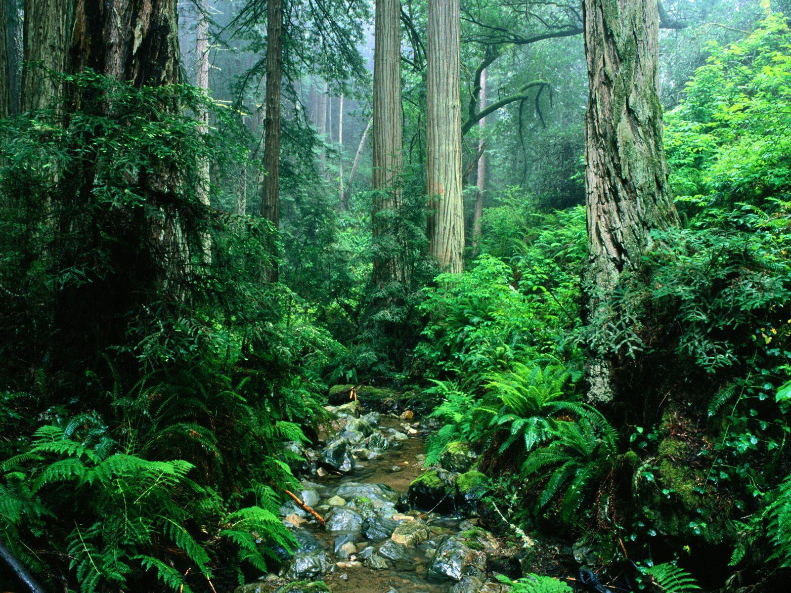 1600x1200 Jungle Wallpaper. HD Wallpaper Pulse