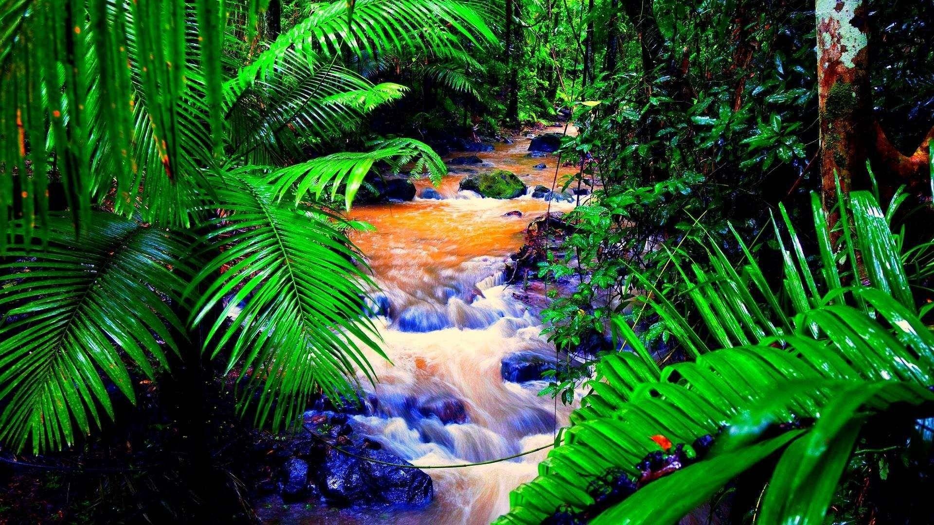 1920x1080 Tropical Rainforest Wallpaper background picture
