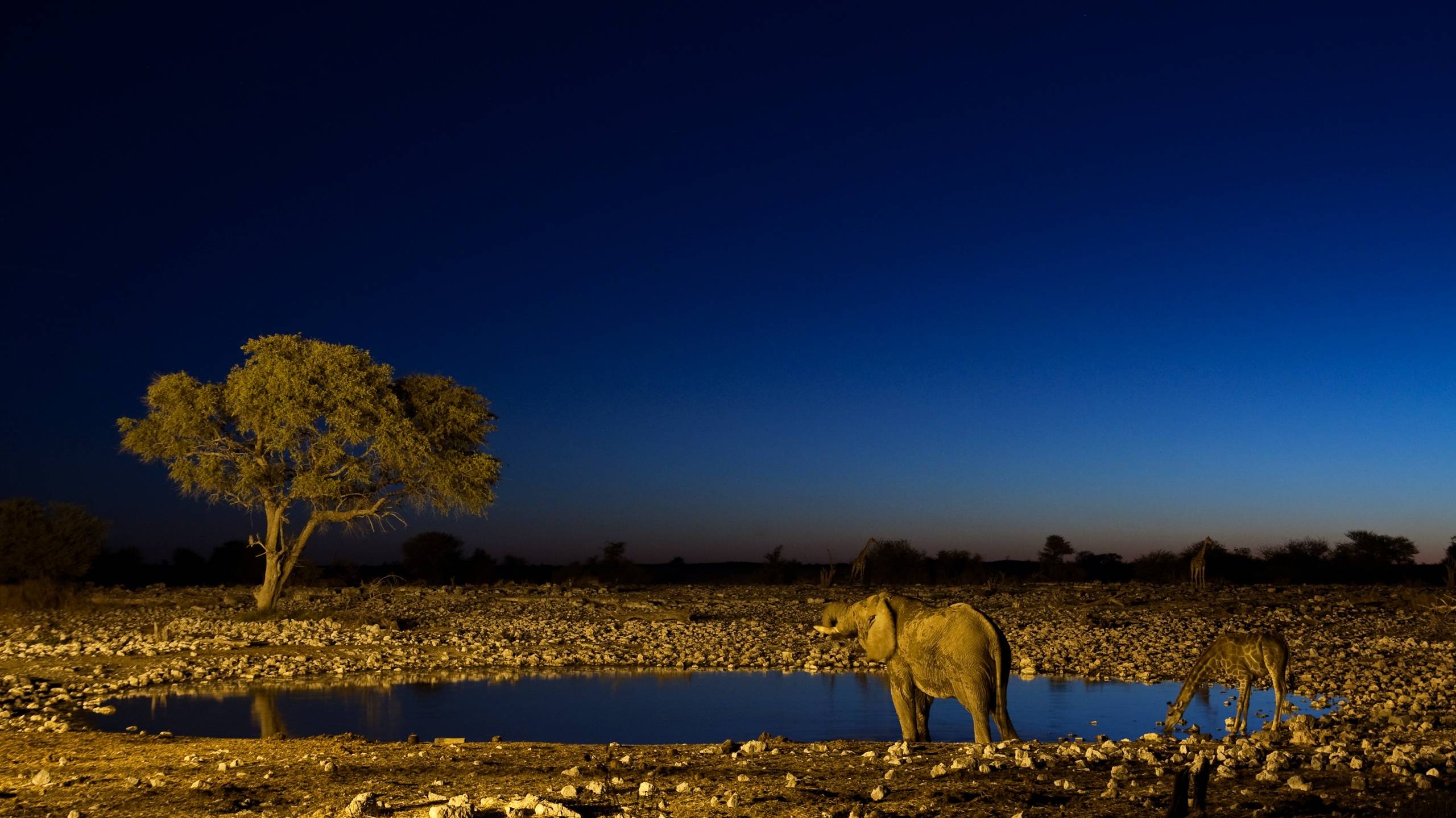 2560x1440 Safari Wallpaper HD , Find HD Wallpaper For Free