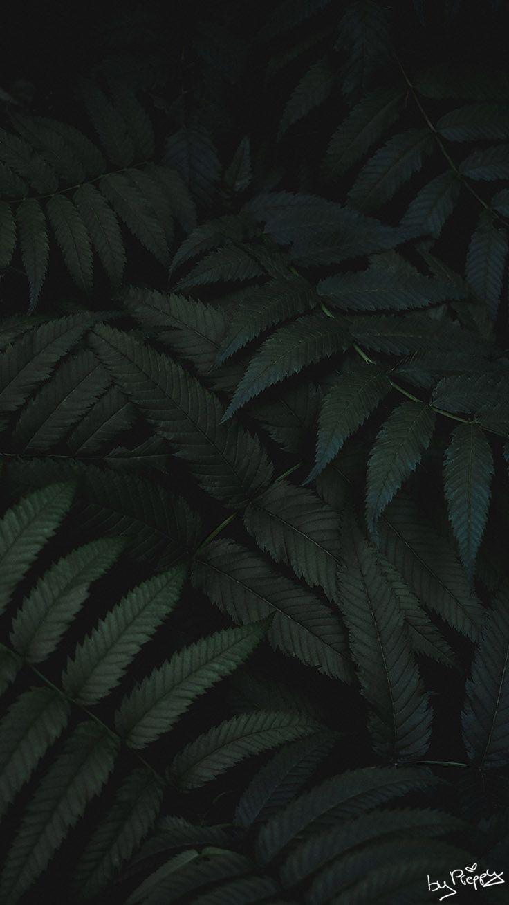 736x1308 Tropical Jungle iPhone X Wallpaper