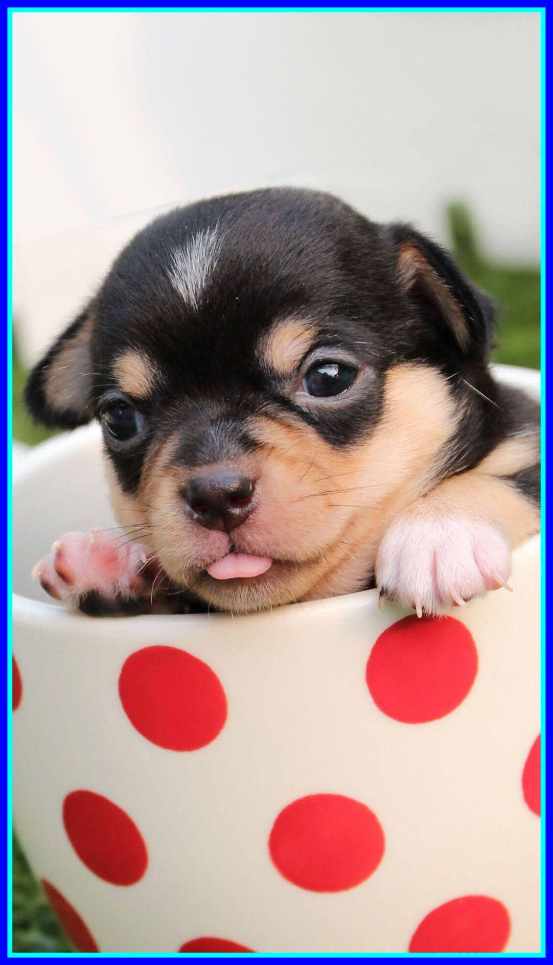 1130x1970 Puppy Valentine Wallpaper