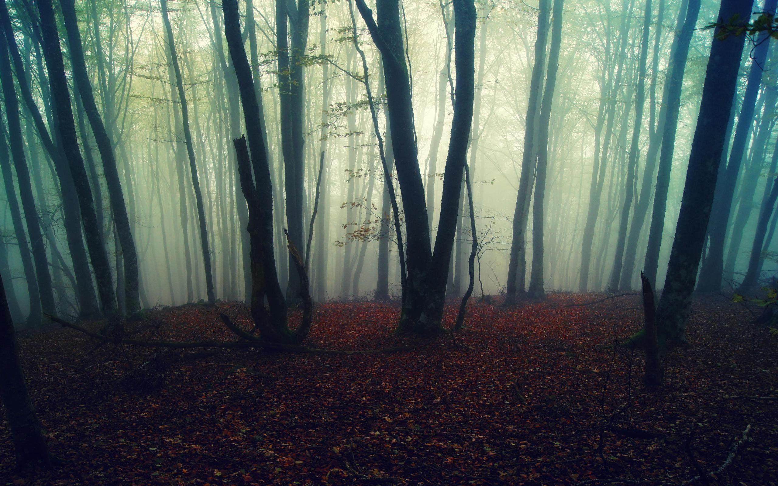 Misty Forest Wallpapers Top Free Misty Forest Backgrounds Wallpaperaccess