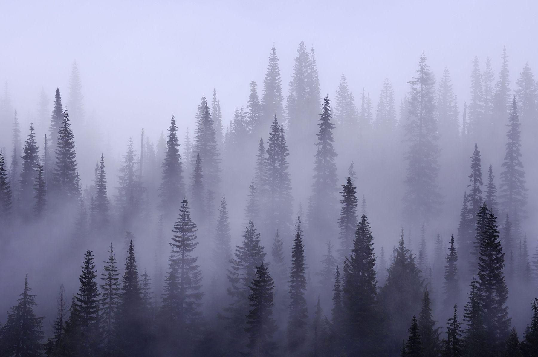Misty Forest Wallpapers - Top Free Misty Forest Backgrounds