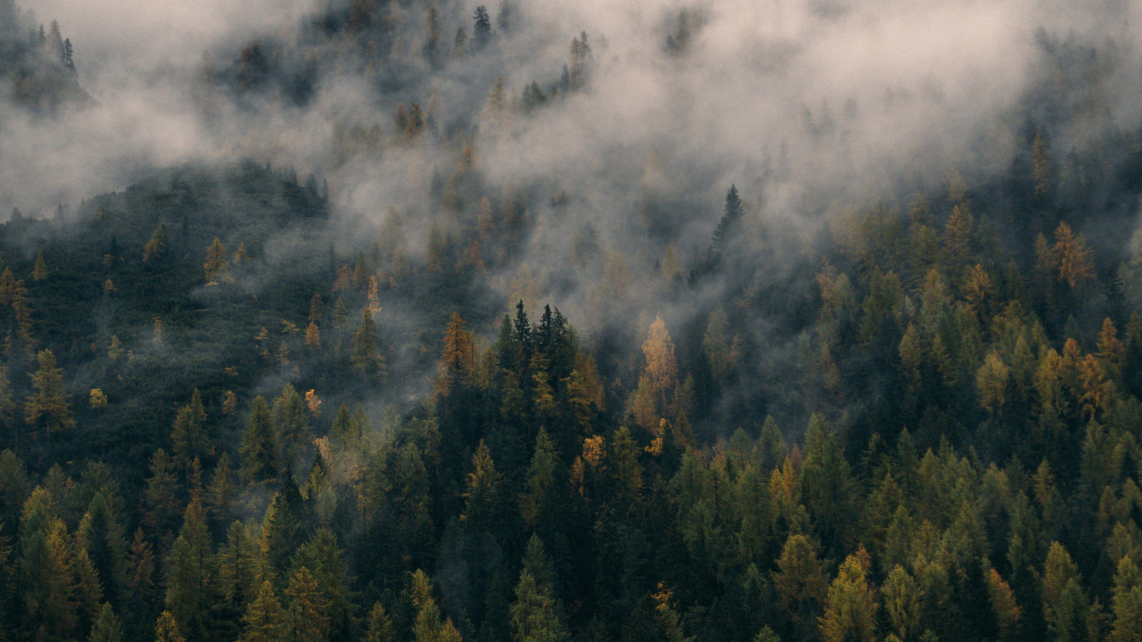 Foggy Forest Wallpapers - Top Free Foggy Forest Backgrounds