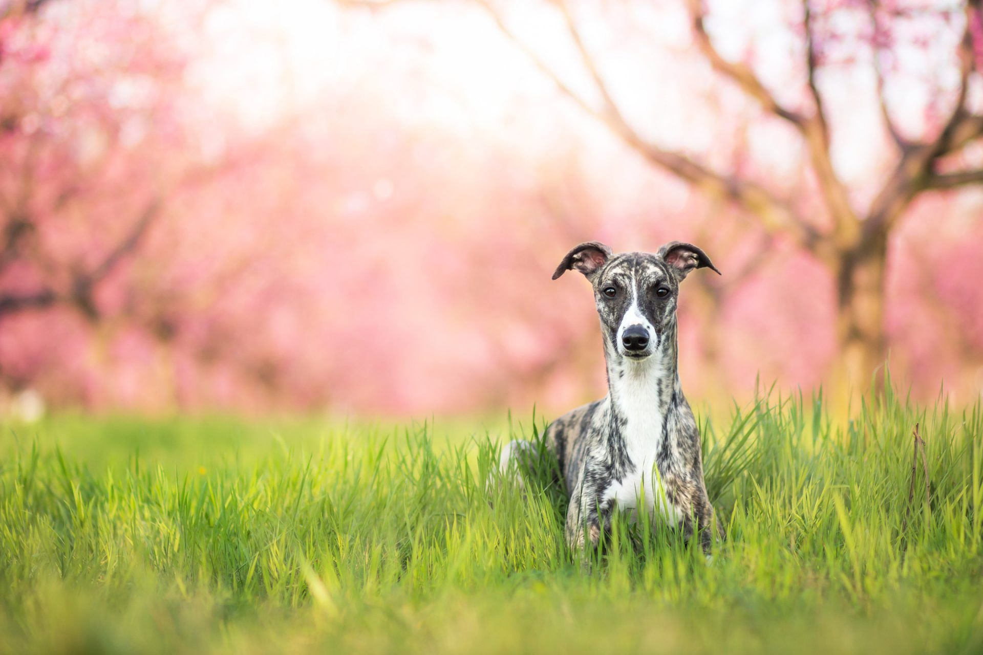 1920x1280 My Whippet HD Wallpaper New Tab