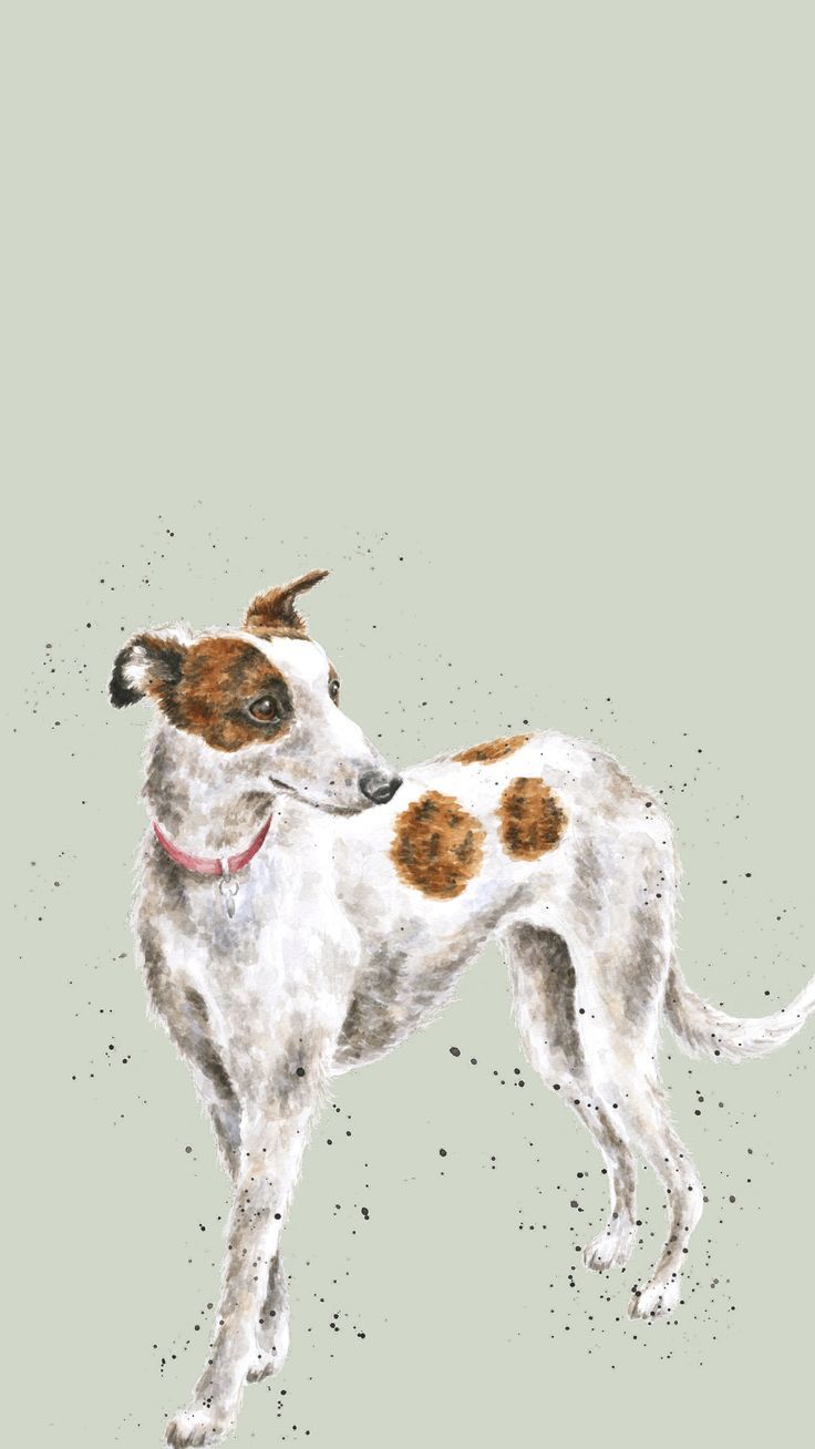 736x1308 Whippet Phone Wallpaper. Phone