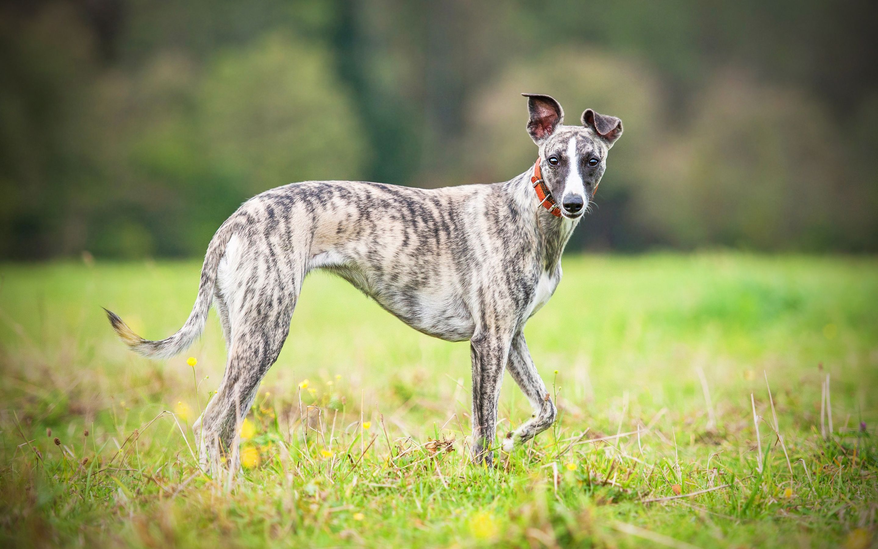 2880x1800 Whippet Wallpaper